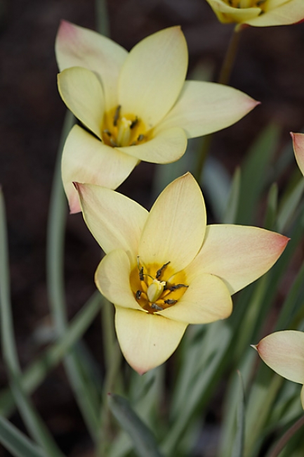 Jardin des Impressionnistes-016